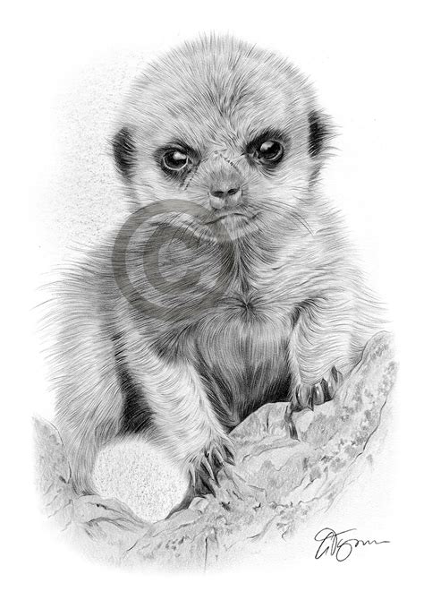 Baby Meerkat Art Pencil Drawing Print A4 A3 Signed By Uk Artist