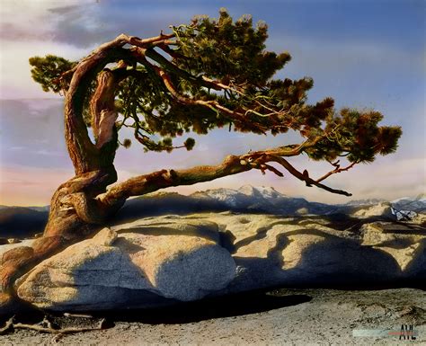 Jeffrey Pine Tree At Yosemite Park Undated From A Photo By Ansel