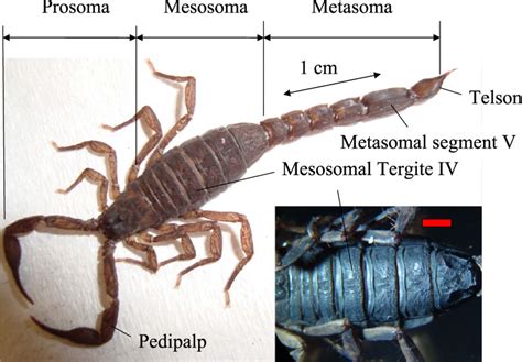 Image Of A Typical Centruroides Limpidus The Scorpion Possesses Seven
