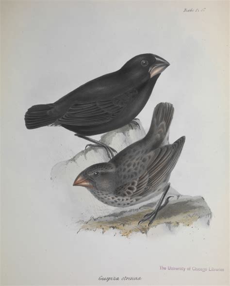 Darwin nahm an, dass eine finkenart vom festland auf die vulkanische inselgruppe kam, die sich dann vermehrte. Lincoln und Darwins Finken - evolvimus