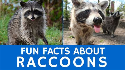 Get ready for a walk on the wild side through every continent on earth! Interesting Facts about Raccoons - Cute Animal Video for ...