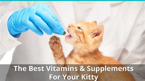 Cats have different needs and different tastes, so buying something specially designed for your pet will guarantee success. Best Cat Vitamins, Supplements, and Treatments: List and ...