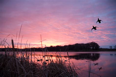 Duck Hunting Stock Photos Pictures And Royalty Free Images Istock