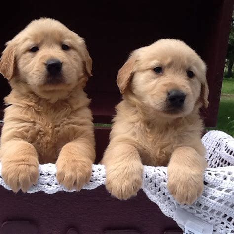 Golden Retriever Puppies For Rehoming Pets Rehoming Ajman