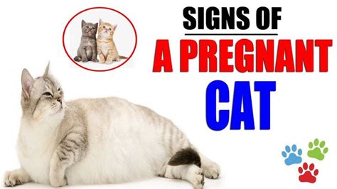Signs Of A Pregnant Cat About To Give Birth How Do You Know Your Cat