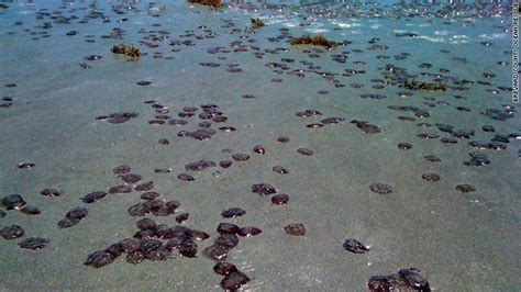 1600 Plus Florida Beachgoers Stung By Jellyfish County Officials Say