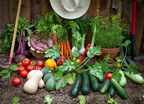 14 Easy Vegetables To Grow In Your Garden Tips Included Plants Spark Joy