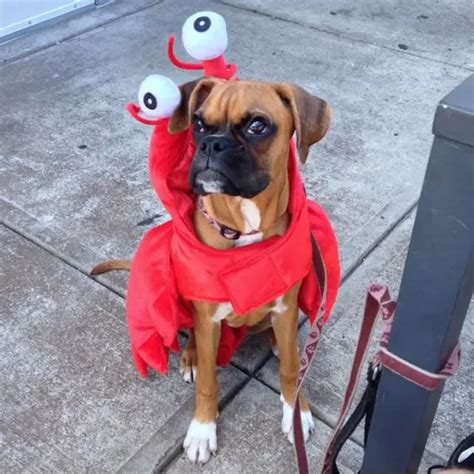 17 Best Halloween Costumes For Boxer Dogs Page 3 Of 5 The Paws