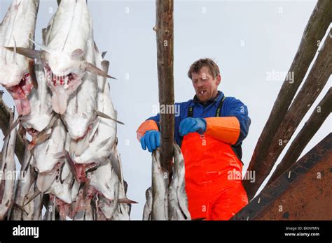 Fisherman Hangs Out Salted Cod Fish To Dry In Ballstad Fishing Village
