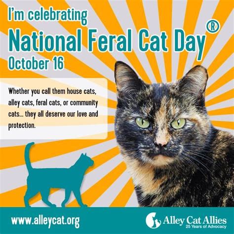 National Feral Cat Day Feral Cats Cat Day Alley Cat Allies