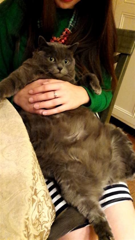 Imgur User Shares Picture Of Girlfriends Very Graceless Cat Very