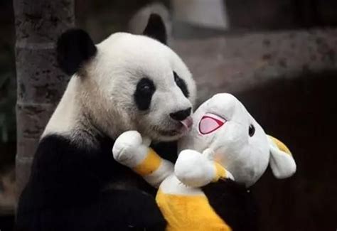 Basi Worlds Oldest Panda In Captivity Passes Away Aged 37