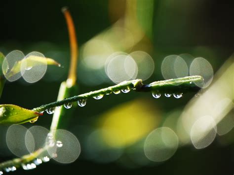 Free Images Nature Branch Dew Bokeh Abstract Sunlight Leaf