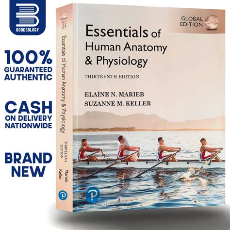 Colored Essentials Of Human Anatomy And Physiology Thirteenth Edition