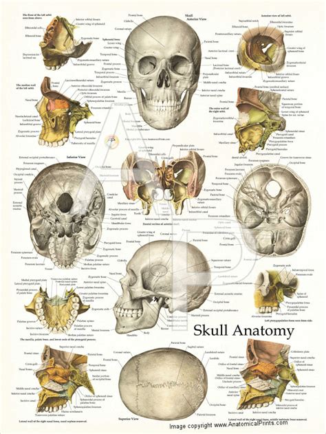 Human Skull Anatomy Poster