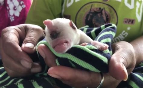 Cute Or Strange One Eyed Dog Born In Central Thailand