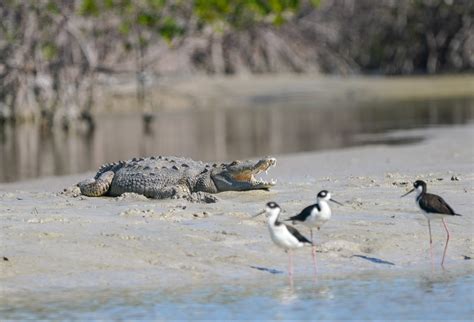 Park Everglades National Park The Alliance For Floridas National Parks