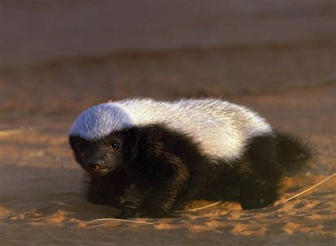 Honey Badger Cub Even The Most Fearless Ruthless Diabolical And
