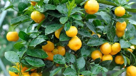 How To Graft A Citrus Tree In 7 Steps