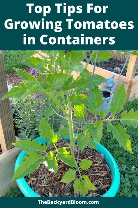 Top Tips For Growing Tomatoes In Containers The Backyard Bloom