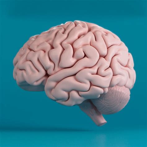 Menschliches Gehirn 3d Modell 149 Ma Obj Unknown Free3d