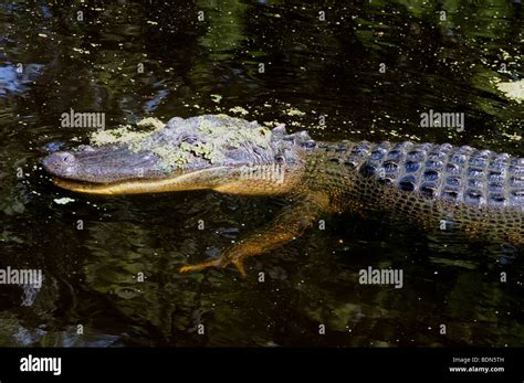 An Alligator In A Bayou Swamp Near New Orleans Louisiana Stock Photo