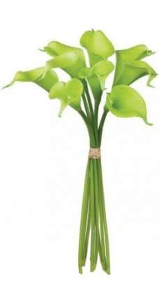 35 Long Stemmed Green Calla Lily JR Roses Wholesale Flowers
