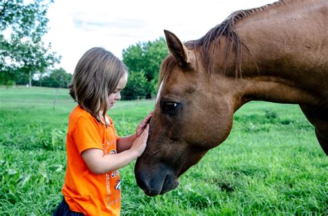 The Horse Human Bond Why Training Methods Matter