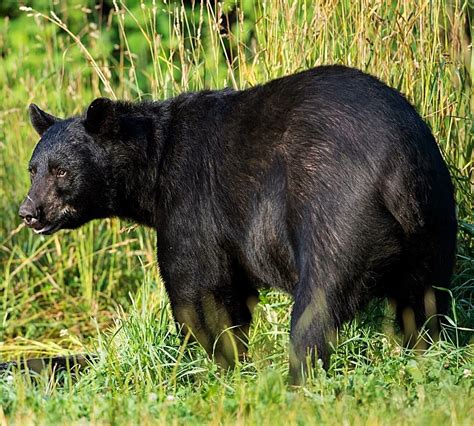 Pin By Анатолий Федоров On Медведи Black Bear Bear Animals