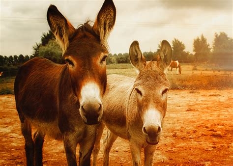 Two Brown Donkeys · Free Stock Photo