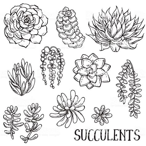 Image Result For Succulents Drawing Flower Drawing Succulents