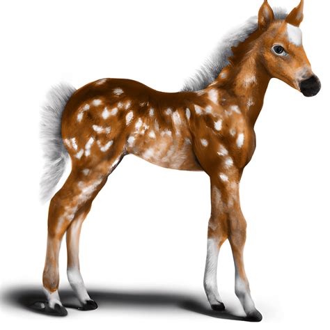 Cute Baby Horse Clipart · Creative Fabrica