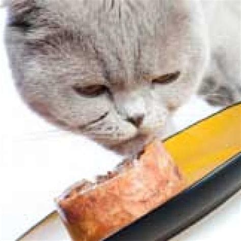 Feeding Strategies For Overweight Cats Petmd