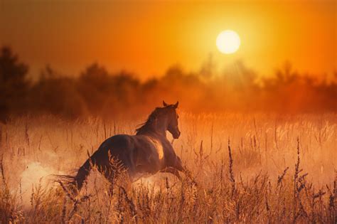 Brown Horse In Sunset Stock Photo Download Image Now Istock
