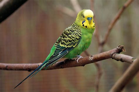 How To Care For Your Parakeet Allans Pet Center
