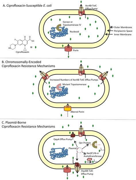 Schematic Showing Known Ciprofloxacin Resistance Mechanisms In E Coli