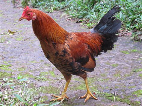 Chicken Alchetron The Free Social Encyclopedia