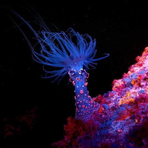 Underwater Images Underwater Life Medusa Marine Photography Ocean