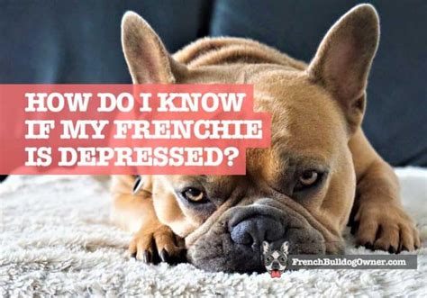 How Do I Know If My French Bulldog Is Depressed 13 Signs Of Sad