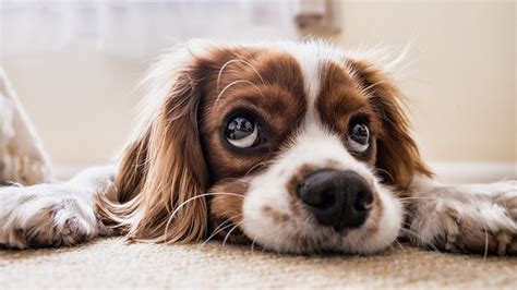 Unduh 72 Gambar Hewan Anjing Lucu Gratis Hd Pixabay Pro