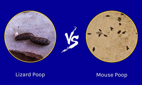 Lizard Poop Vs Mouse Poop How To Tell The Difference A Z Animals