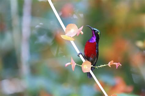 These 10 Exotic Bird Photos Will Brighten Your Day And Inspire You