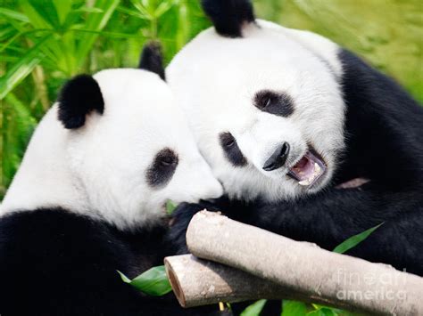 Couple Of Pandas Photograph By Mothaibaphoto Prints