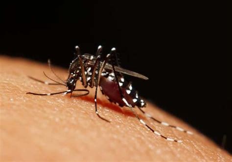 Insecticide Resistant Super Mosquito Discovered World News India Tv