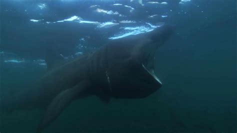 Most shark bites of humans are cases of mistaken identity, says marine biologist greg skomal. The Basking Shark: A gentle giant with a piano-sized mouth ...