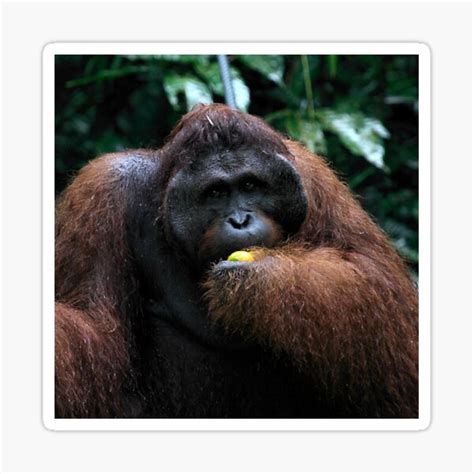 George Large Male Orangutan Borneo Sticker For Sale By Carole