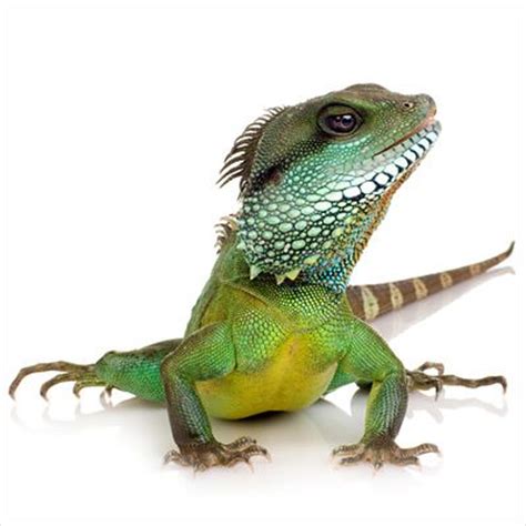 When choosing your first pet lizard it is important to do your research. 8 Pets You Don't Want to Bring Home - Pet Health Center ...