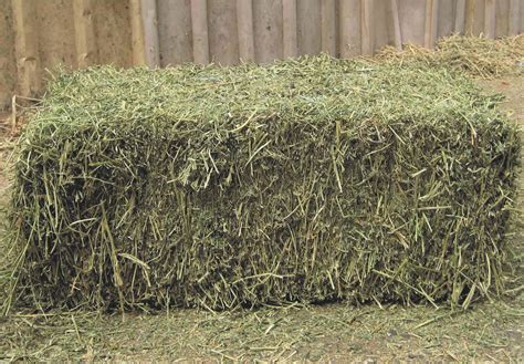 Types Of Hay For Horses Which Is The Most Suitable Ranvet
