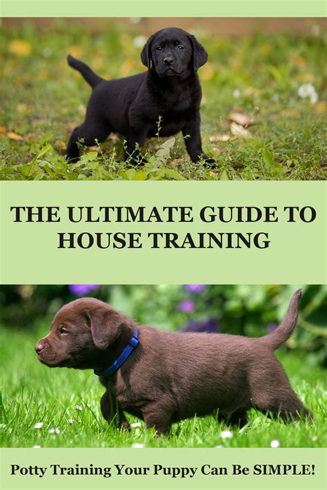 Some finicky pups develop preferences for certain foods and refuse to eat anything else. How To Potty Train A Puppy - A Complete Guide From The ...