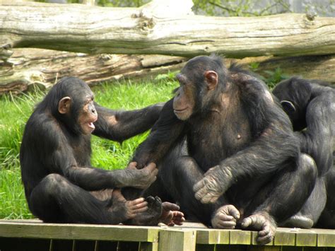 24 Amazing And Weird Facts About Chimpanzees Tons Of Facts